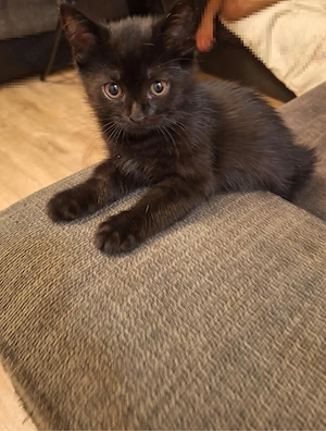 Süßer BKH-Kater sucht ein neues Zuhause