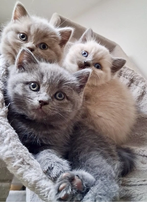 3 BKH Kitten 