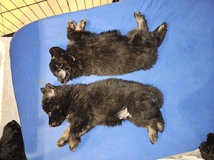 Altdeutsche Schäferhund Welpen 