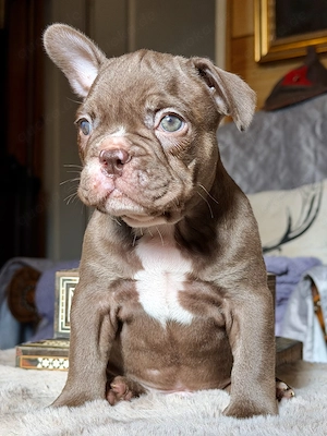 Premium Französische Bulldoggen Welpen aus promovierter Zucht 