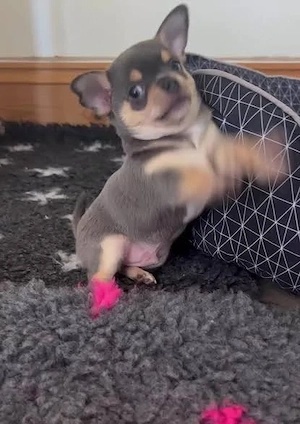 Chihuahua 