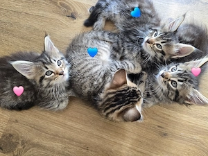 Main Coon Mix Kitten 