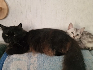 2 hübsche Buben suchen dringend neues zu Hause 