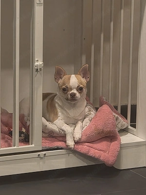 chihuahua kurzhaar hündin 