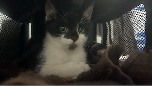 baby katze sucht sein zuhause 