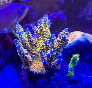 Original BIG R Walt Disney Koralle Acropora tenuis Ableger