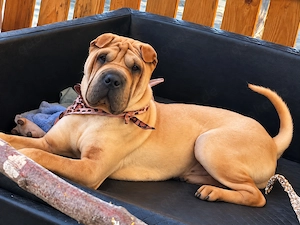 Shar-Pei-Hündin sucht liebevolles Zuhause