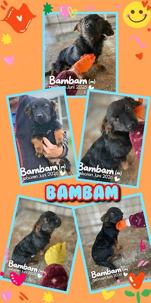 bezaubernder, wunderschöner Welpenjunge "Bambam" sucht ein liebevolles Zuhause