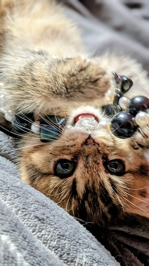    Süßes, reinrassiges BKH-Kitten sucht ein liebevolles Zuhause     
