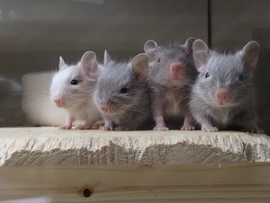 Niedliche Degu Kids in Sonderfarben:Lilac-Schecke,Sand suchen demnächt ihr First Class Hotel