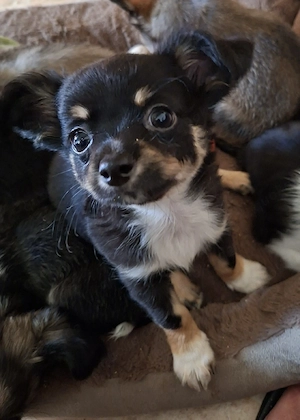 Chihuahua welpe