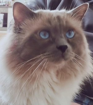 Deckkater Heilige Birma 