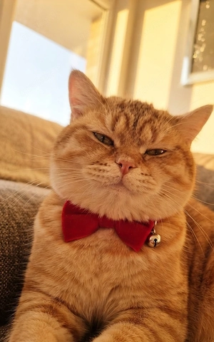 britisch kurz haar kater 