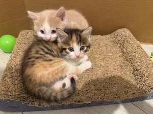 Babykatze 