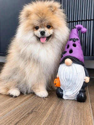  Reinrassiger Pomeranian-Rüde sucht liebevolles Zuhause!