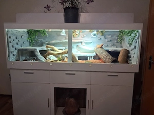 terrarium mit bartagame 