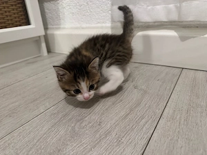 Katzenbaby 