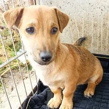 Tony im Wachstum - kleiner Kerl sucht sein Zuhause