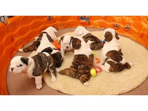 Englese Bulldog