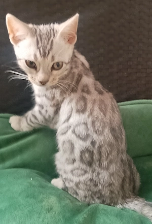 ich darf ausziehen!  Silberne bengal reinrassig
