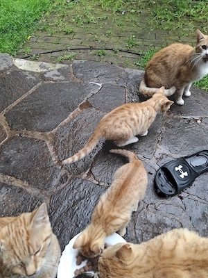 Katzenbabys abzugeben 