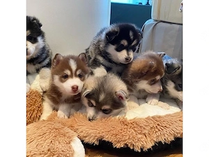 Pomsky Welpen Welpen