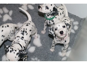 Dalmatian Welpen 