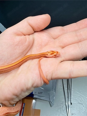 1.0Amel striped het. Caramel , het .Anery 