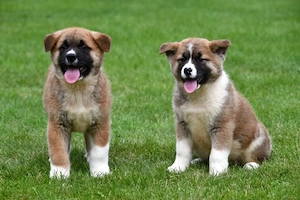 Akita Inu Welpen