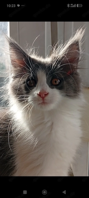 Zwei Wünderschöne Maine coon's Mädchen 