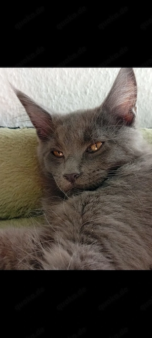 Zwei Wünderschöne Maine coon's Mädchen 