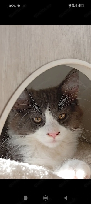 Zwei Wünderschöne Maine coon's Mädchen 