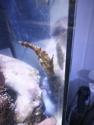 Meerwasser Fische abzugeben