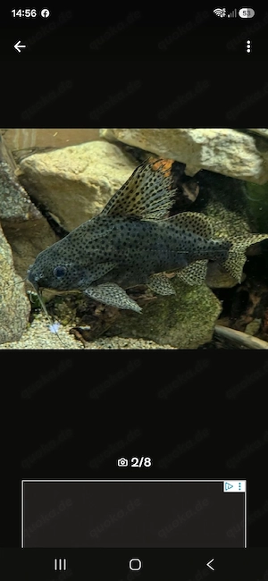 XXL Fische abzugeben