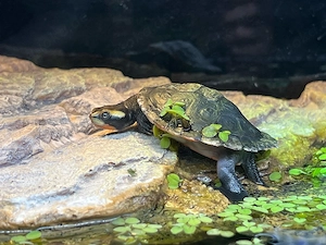 2.1 Rotbauch-Spitzkopf-Schildkröten