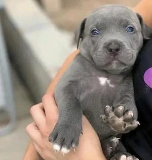 Pitbul Welpen Manneje