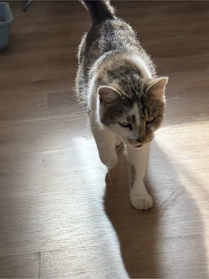 Katze abzugeben. 