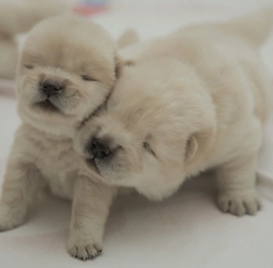Chow Chow Welpen