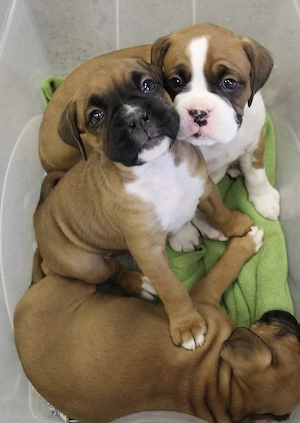 Boxer Welpen