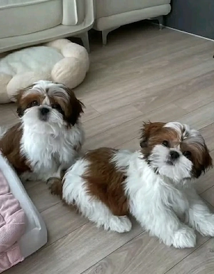 3 Monate alte Shih Tzu Welpen