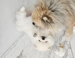 Mini Pomeranian Zwergspitz 