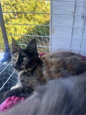 Maine Coon Kitten Weibchen