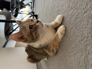 Liebevolle Tricolor-Katze sucht ein neues Zuhause   