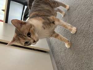 Liebevolle Tricolor-Katze sucht ein neues Zuhause   