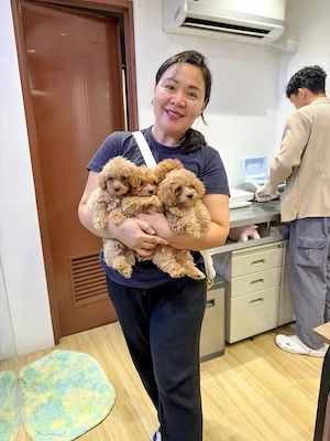 Maltipoo Welpen