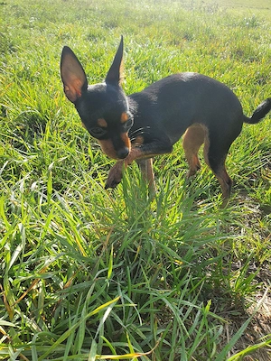 Welpen Pinscher 