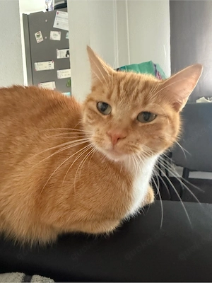 weibliche katze
