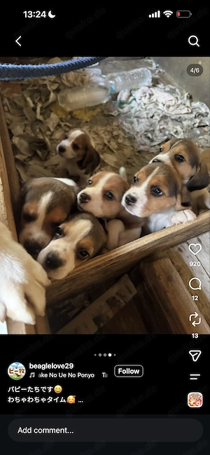 Beagle Welpen Welpen