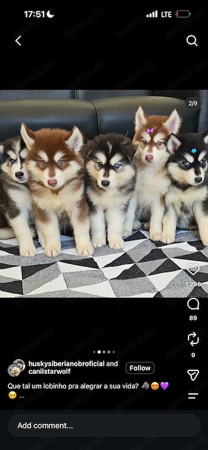 Siberian Hukies Welpen
