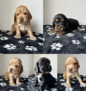 Cocker Spaniel Welpen